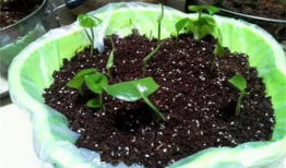 扦插视频,扦插技巧全解析，轻松掌握植物繁殖新方法