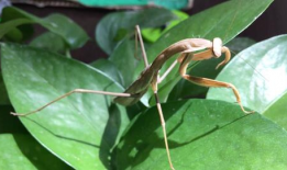 螳螂视频,揭秘自然界中的捕食高手