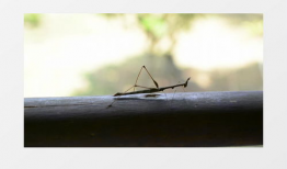 螳螂视频,揭秘自然界中的捕食高手